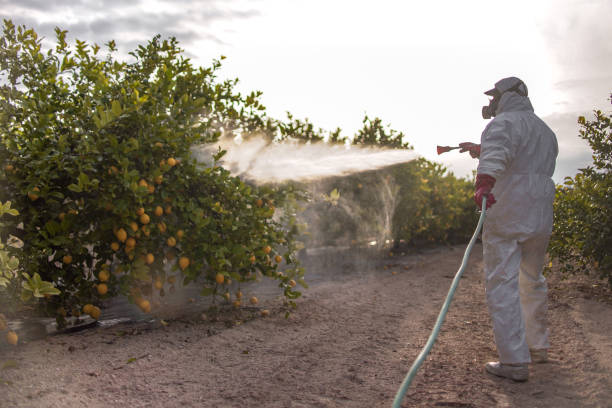 Best Best Pest Control Near Me  in Linda, CA