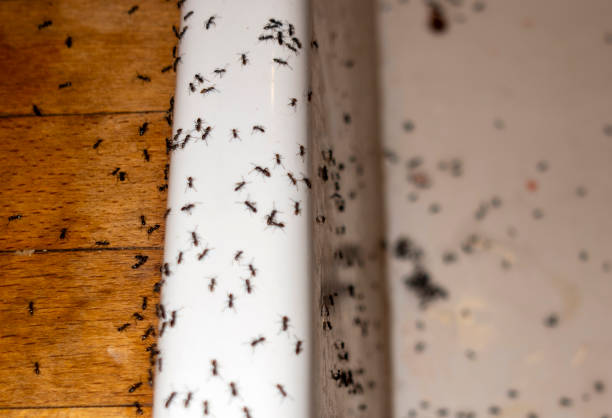 Best Pest Control Treatment  in Linda, CA