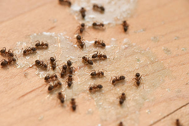 Best Bed Bug Extermination  in Linda, CA